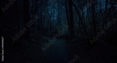 mysterious forest trail at ...