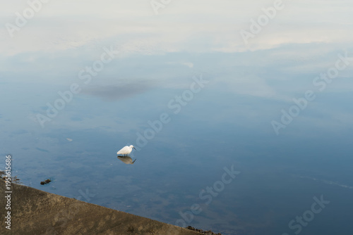 Macro abstraite d’une aigrette au lac de Vieux-Boucau