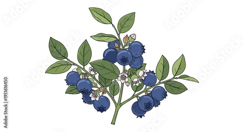 Illustration of a branch laden with ripe blueberries and delicate white blossoms