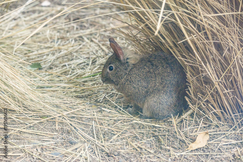 Mexico City, Mexico - March 21, 2024. Teporingo - volcano rabbit living in captivity
