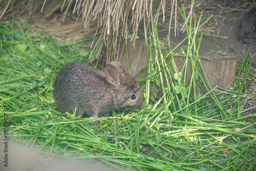 Mexico City, Mexico - March 21, 2024. Teporingo - volcano rabbit living in captivity