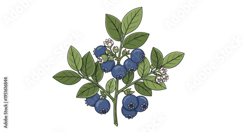 Fresh blueberry branch illustration with ripe blue berries, vibrant green leaves, and delicate white flowers, conveying natural beauty, healthy eating, and organic freshness