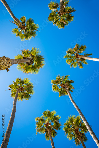 8 giant palm trees (Washingtonia robusta) in Santa Barbara, California (USA), on a sunny day with a blue sky, photographed from a low angle with a wide-angle lens. “Mexican fan palms” or “Skydusters,”