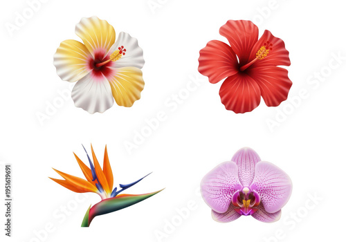 A vibrant collection of four distinct tropical flowers in full bloom