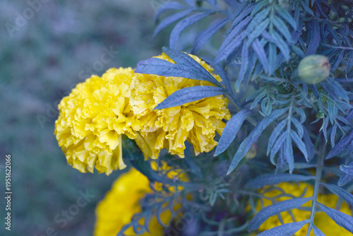 Bright Yellow marigold flower blossom in garden, Bright Yellow Mari Gold flowers for decorate garden, Close up of beautiful Yellow marigold flower. Nature, Marigold flowers bloom in the morning, Mari