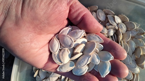 Hand holding a handful of dry white pumpkin seeds before planting.