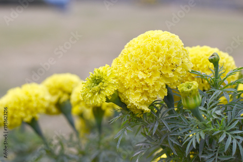 Bright Yellow marigold flower blossom in garden, Bright Yellow Mari Gold flowers for decorate garden, Close up of beautiful Yellow marigold flower. Nature, Marigold flowers bloom in the morning, Mari