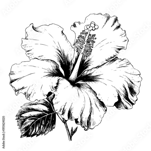 Elegant hand drawing flower of a tropical hibiscus blossom, a detailed botanical illustration perfect for natural design projects and available on adobe stock