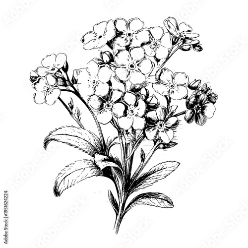 Quadro em tela Adobe Stock Delicate Hand-Drawn Forget-Me-Not Flowers Illustration - Vintage Bot