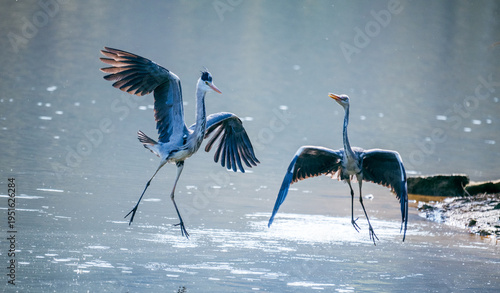 A heron spreading its wings and flying