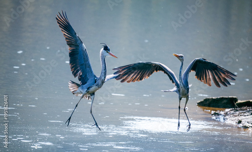 great blue heron ardea cinerea