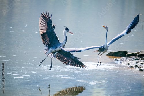 heron in the sky