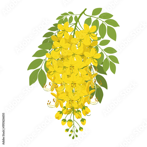 Vishu festival illustration of Kanikkonna flowers (Cassia fistula). Yellow blossoms of Golden Shower flower for Kerala New Year or Vishu Decorations