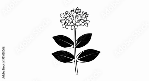 Delicate line drawing of a flowering plant with multiple blooms and dark leaves