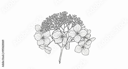 Delicate line drawing of a cluster of hydrangea flowers and buds on a stem