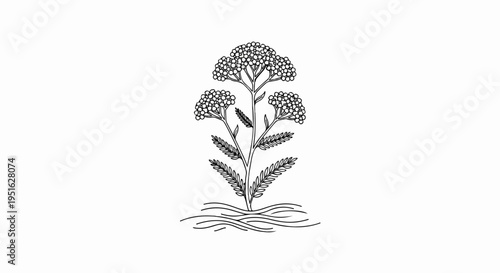 Delicate line drawing of a flowering plant with feathery leaves and root system