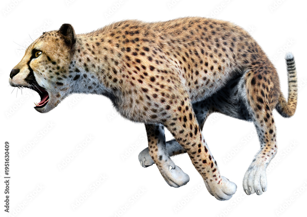 Obraz premium 3D Rendering Big Cat Cheetah on White