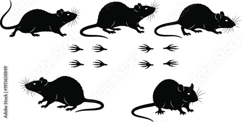 Canvastavla Black silhouette set of rats in various poses including walking and sitting with rodent footprints isolated on white background vector