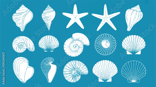 Collection of seashells and starfish on blue surface