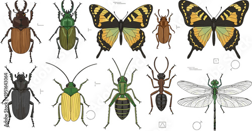 Detailed insects vector illustration set with beetles, butterflies and dragonfly, realistic entomology collection of bugs for nature and biology design