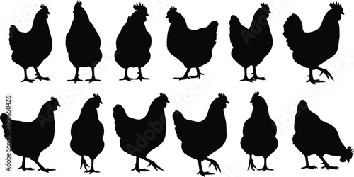 Chicken silhouette set, poultry vector illustration, farm bird clipart, black and white animal icons, rural livestock design, feather art graphics