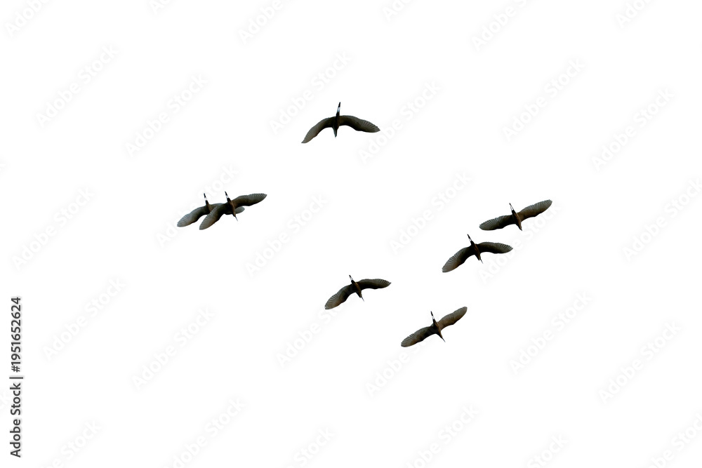 Fototapeta premium black silhouette flock of birds backlit Isolate on transparent background PNG file