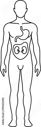 Human body outline with internal organs