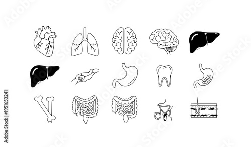 Modern Human Anatomy Organ Line Icons Set with Soft Color Healthcare Design