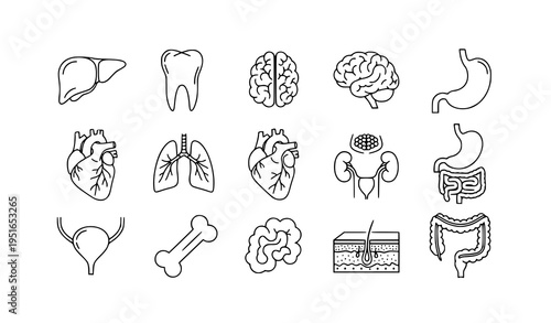Human Internal Organ Anatomy Line Icon Set Medical Outline Healthcare Symbols
