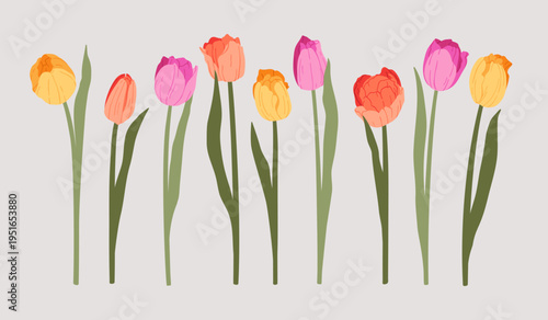 Hand drawn colorful set of tulip flowers, stems and leaves. Simple floral collection with decorative flowering plants. Botanical minimalist doodle design for holiday decorations, invitation, clipart