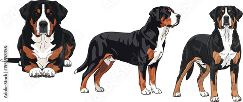 Greater Swiss Mountain Dog standing side profile lying down pose set