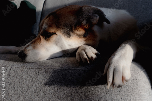 Obraz na płótnie Lonesome dog resting on a grey sofa with dramatic sunlight and shadows