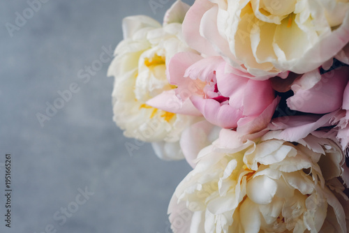 Heap of beautiful fresh colorful peonies in full bloom on gray background, top down view.
