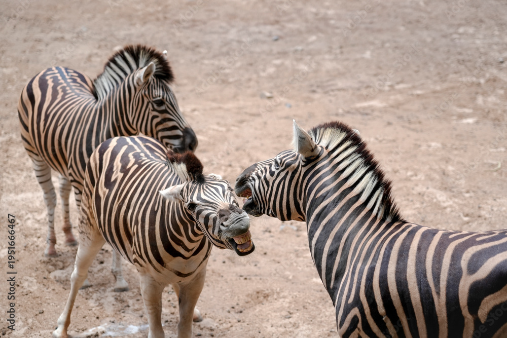 Fototapeta premium Three zebras interact on dry ground