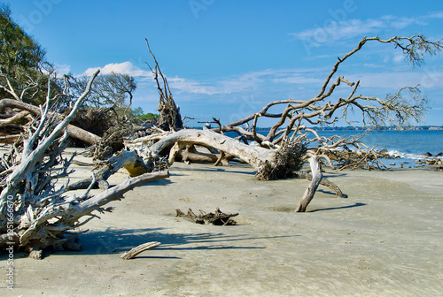 Foto Driftwood on East Beach St