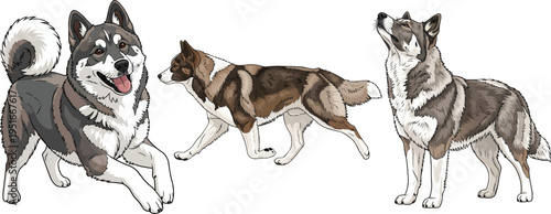 Greenland Dog walking standing looking up happy playful pose set