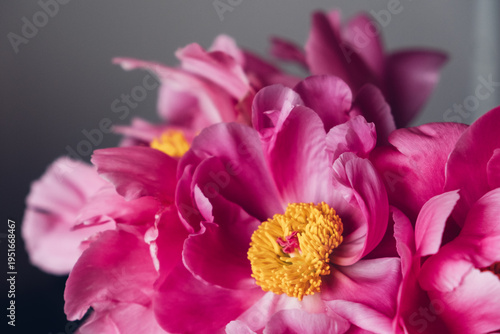Close up view of fresh magenta peony flowers in full bloom against gray background. Floral still life with blooming peonies.