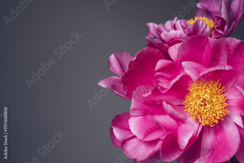 Close up view of fresh magenta peony flowers in full bloom against gray background. Floral still life with blooming peonies. Negative space for text.