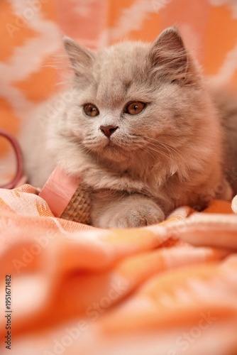 Canvas Print British Shorthair British Longhair