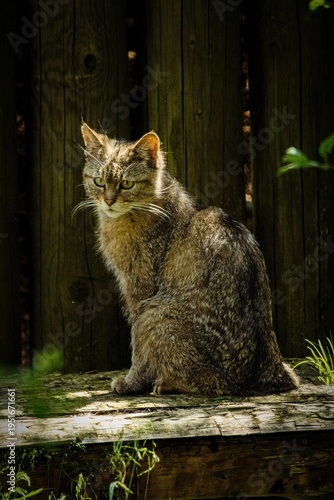 Cuadro en lienzo Cat Animal