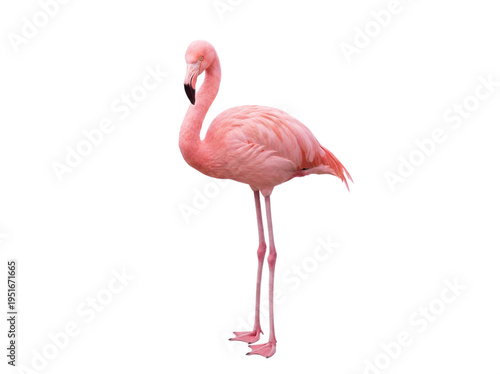Pink flamingo standing, side view, isolated on transparent background (PNG)