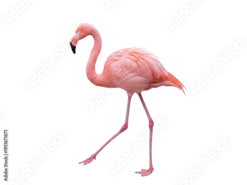Принти на полотні Pink flamingo walking, side view, isolated on transparent background (PNG)
