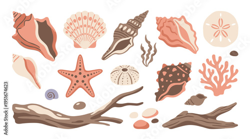 Set of Hand Drawn Seashells and Driftwood Elements