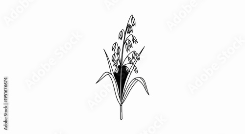 Stylized black and white illustration of a single oat stalk with grains and leaves