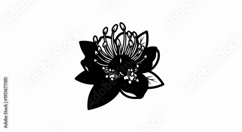 A black and white illustration of a single, complex flower with detailed stamens