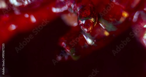 Darkfield Microscopy of Segmented Bloodsucking Insect Larvae showing Eyes and Mouth Parts and Internal Organs for Biological Research of Parasite Life Cycles and Vector Borne Disease Control Study