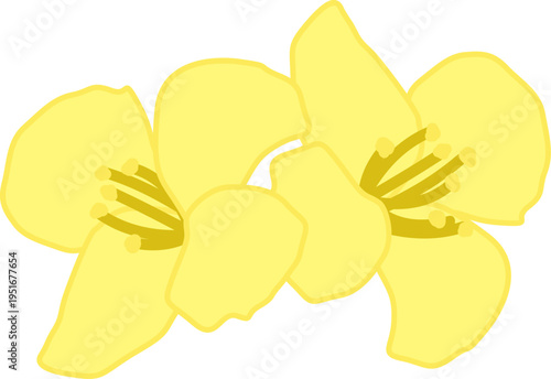 봄의  상징 노란색 유채꽃