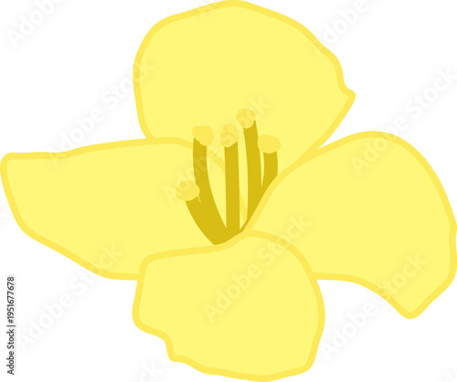 봄의  상징 노란색 유채꽃