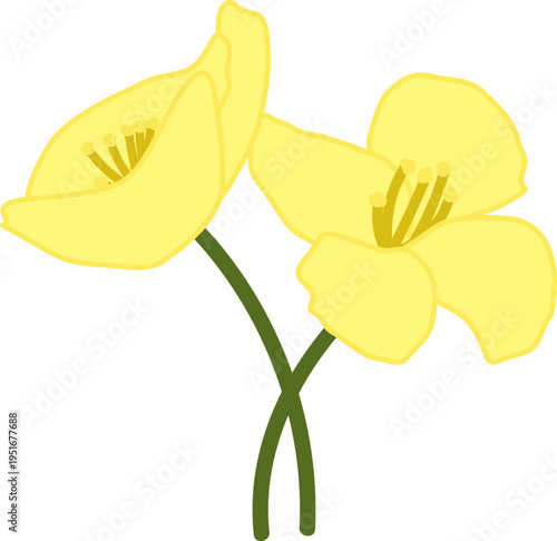 봄의  상징 노란색 유채꽃