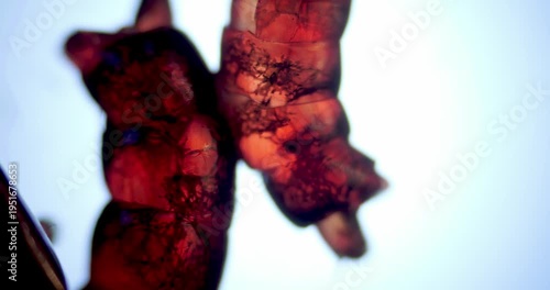 Brightfield Microscopy of Larva Excretory System focusing on Malpighian Tubules and Metabolic Waste Flow within Segmented Body with Visible Transparent Cuticle for Studies Biological Metabolism Work